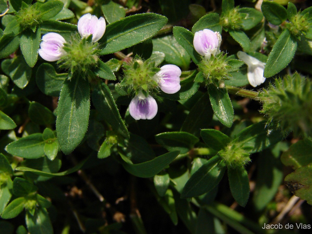 Rostellularia procumbens (L.) Nees